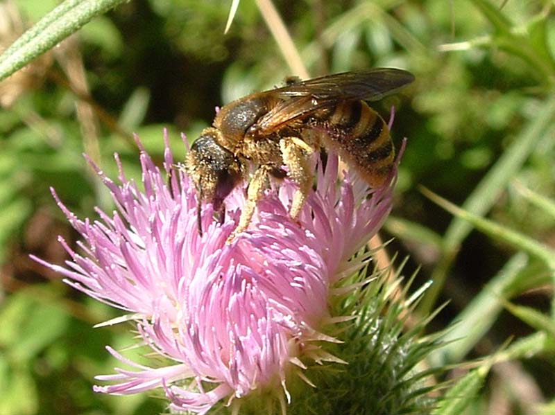 Halictus scabiosa?